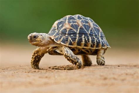 The Indian Star Tortoise